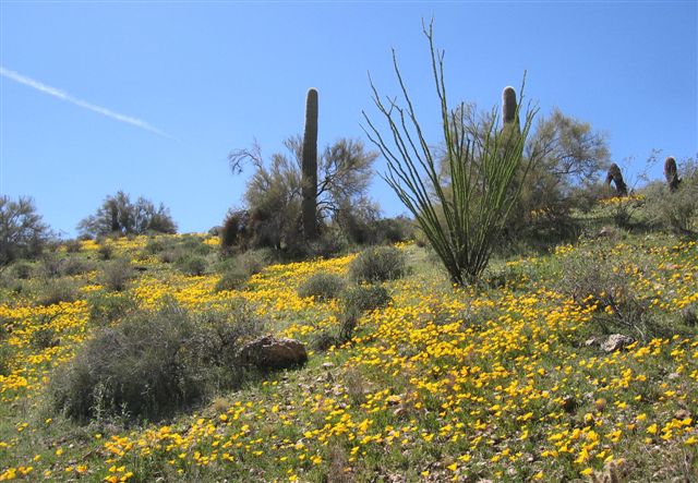 copy-of-red-canyon-wildflowers-3-08-028