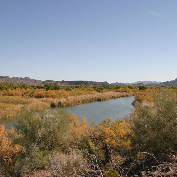 https-upload-wikimedia-orgwikipediacommonsthumb77bbill_williams_river_national_wildlife_refuge_2-jpg1920px-bill_williams_river_national_wildlife_refuge_2