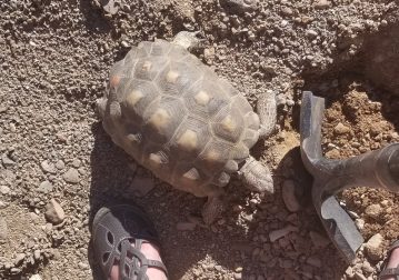 Minnie the Desert Tortoise