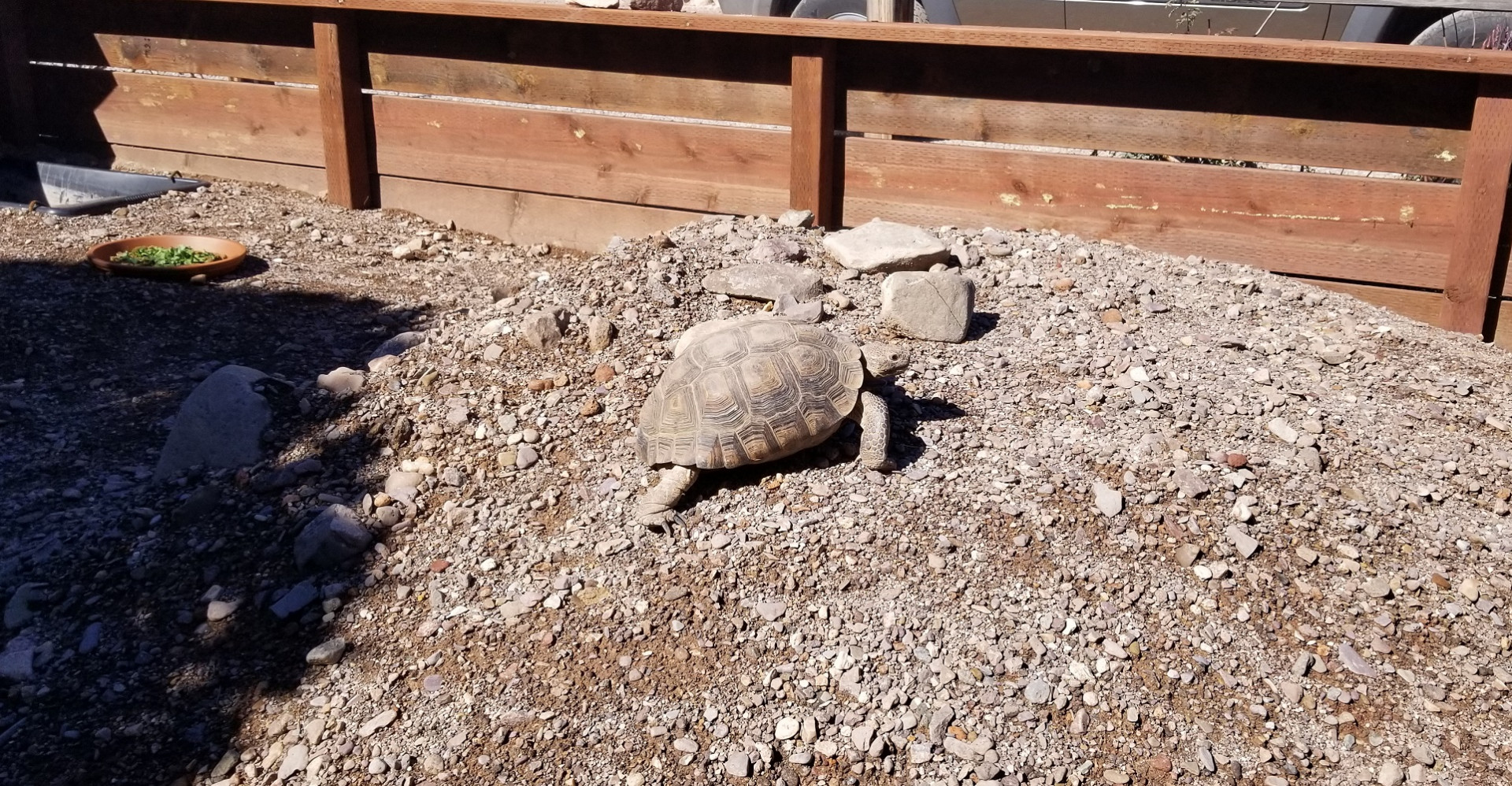 Nala Adopted Tortoise - Black Rock RV Village