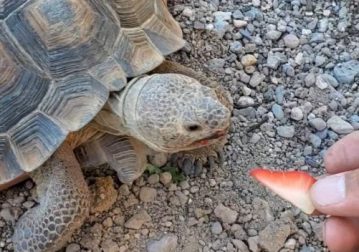 Nala the Desert Tortoise