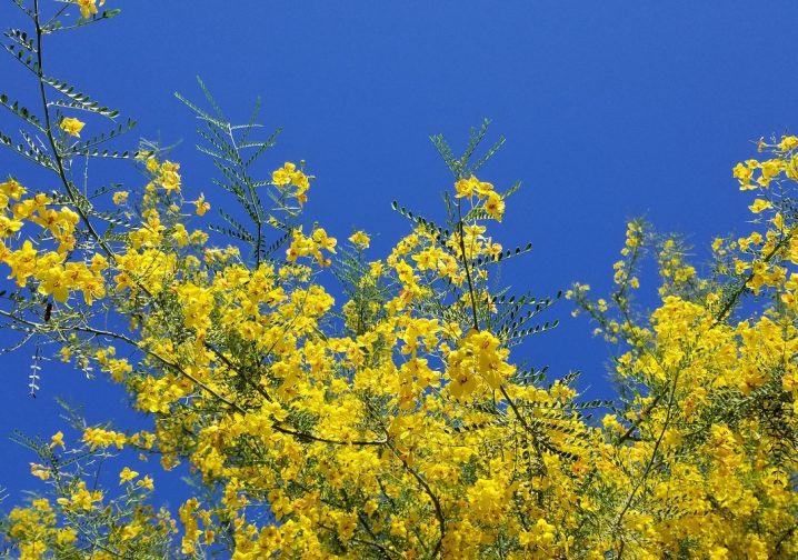 Serene view of flowers at Black Rock RV Village