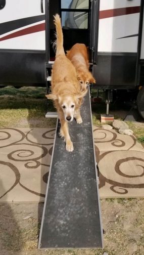 Black Rock RV Village - Dog Ramp