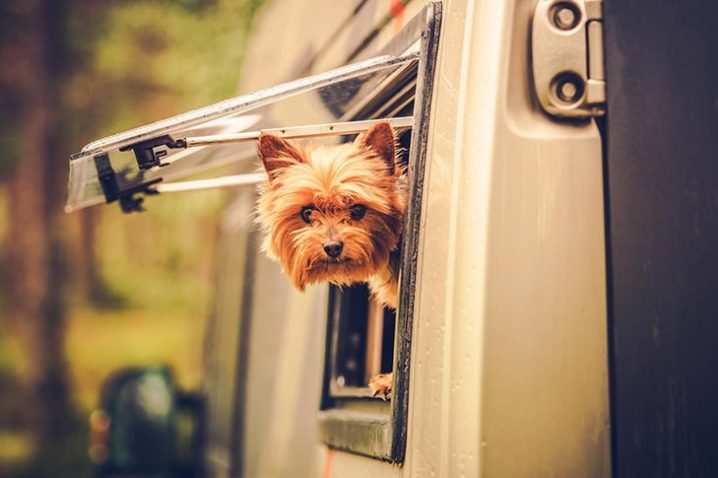 Black Rock RV Village - RVing with Your Dog