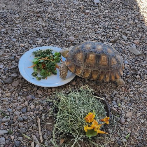 Desert Tortoise Image - Buttons